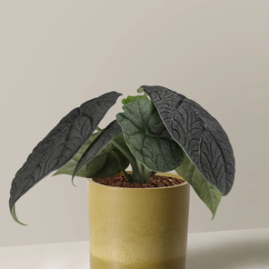 Алоказия Мело